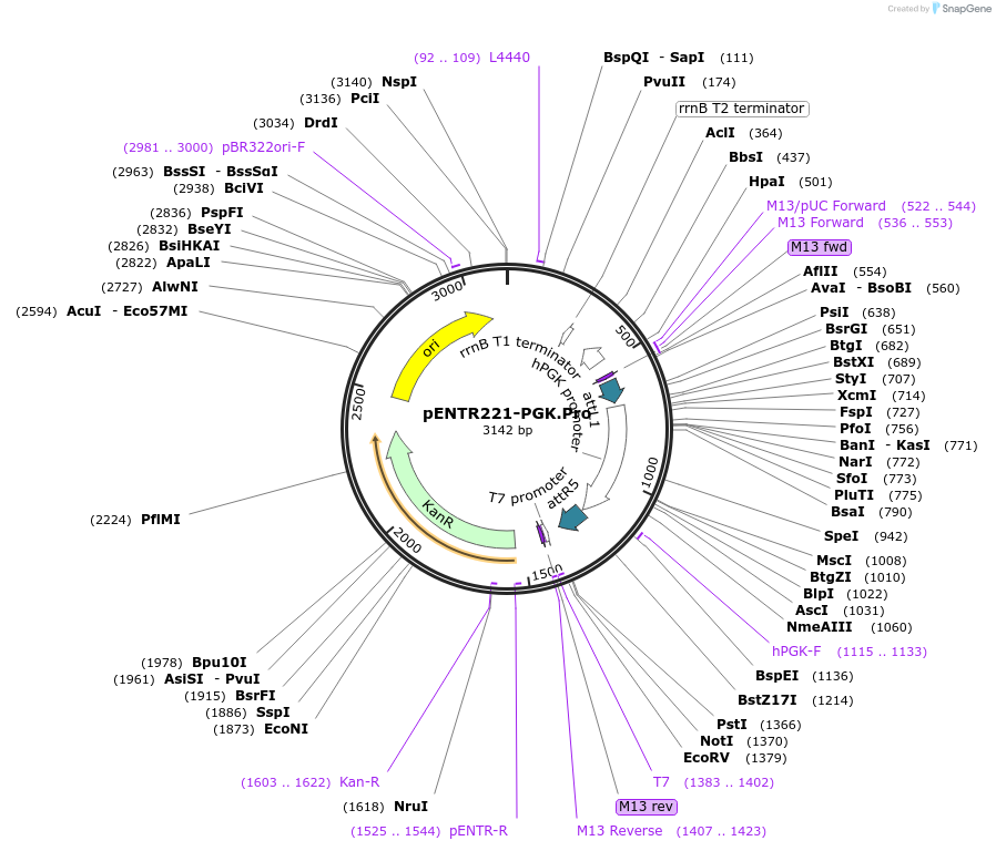 79489-plasmid-map-sequence-id-178166