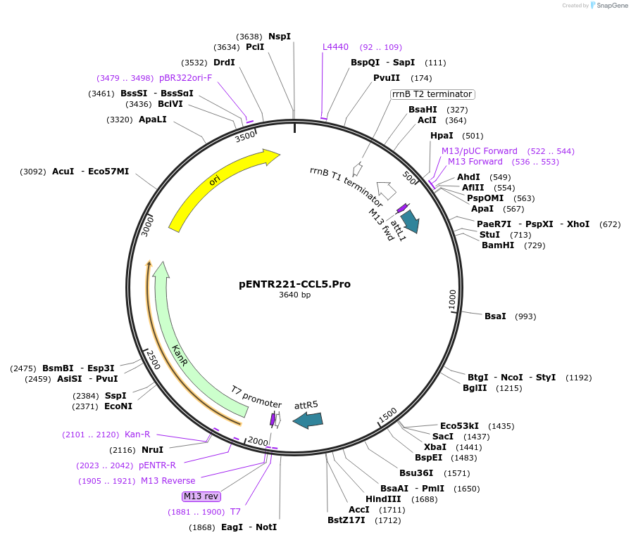 79492-plasmid-map-sequence-id-178167