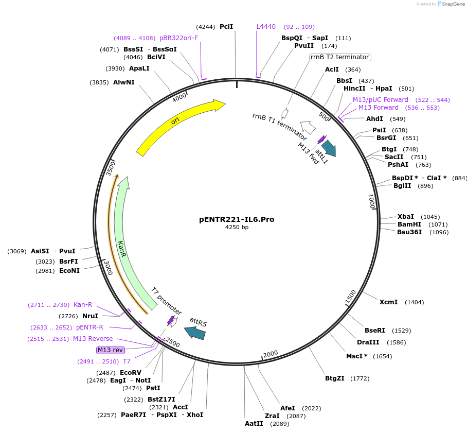 79491-plasmid-map-sequence-id-178176