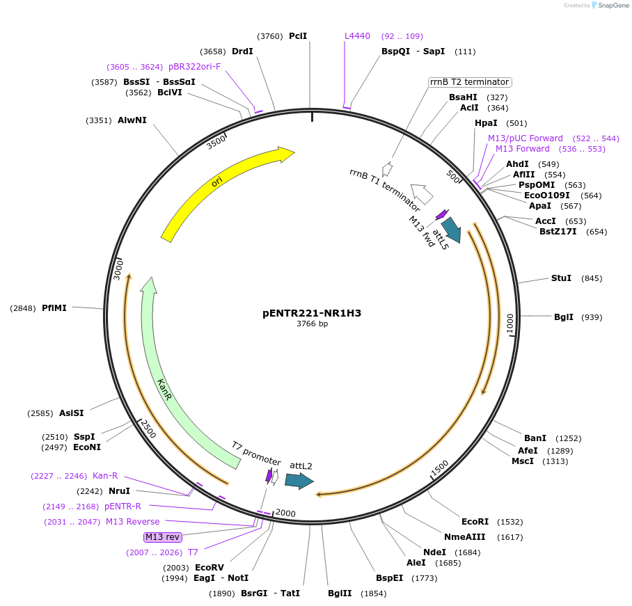79514-plasmid-map-sequence-id-178177