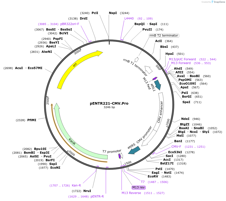 79486-plasmid-map-sequence-id-178179