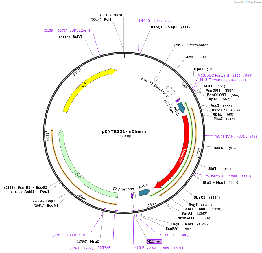 79509-plasmid-map-sequence-id-178181