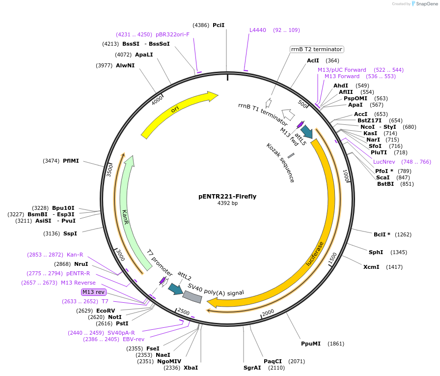 79495-plasmid-map-sequence-id-178182