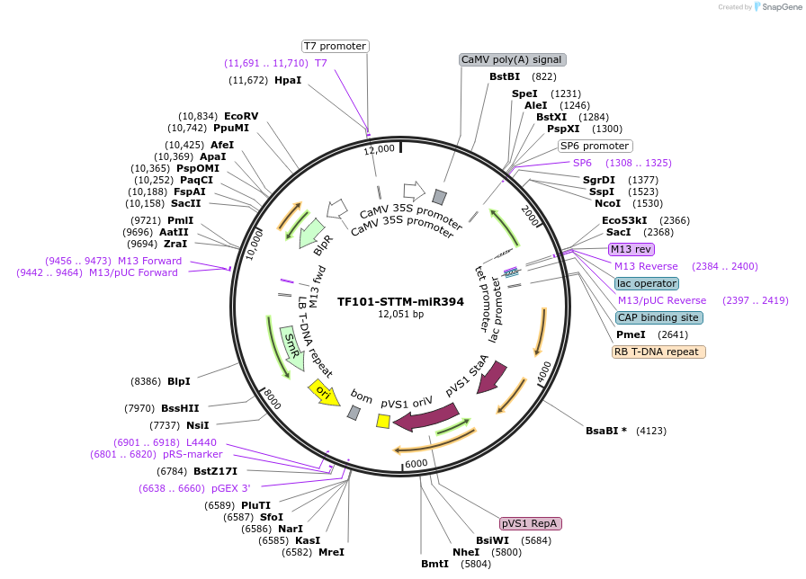 84813-plasmid-map-sequence-id-178186