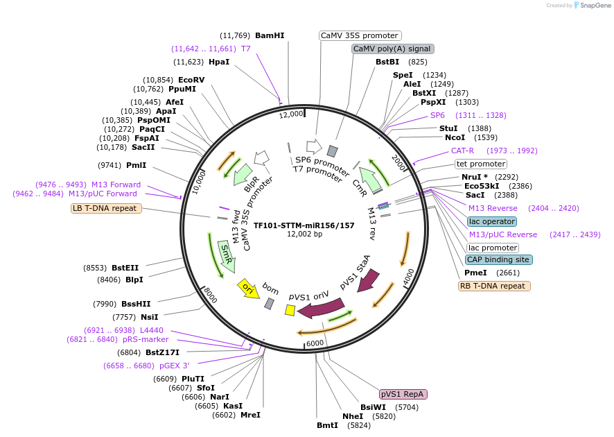 84811-plasmid-map-sequence-id-178188