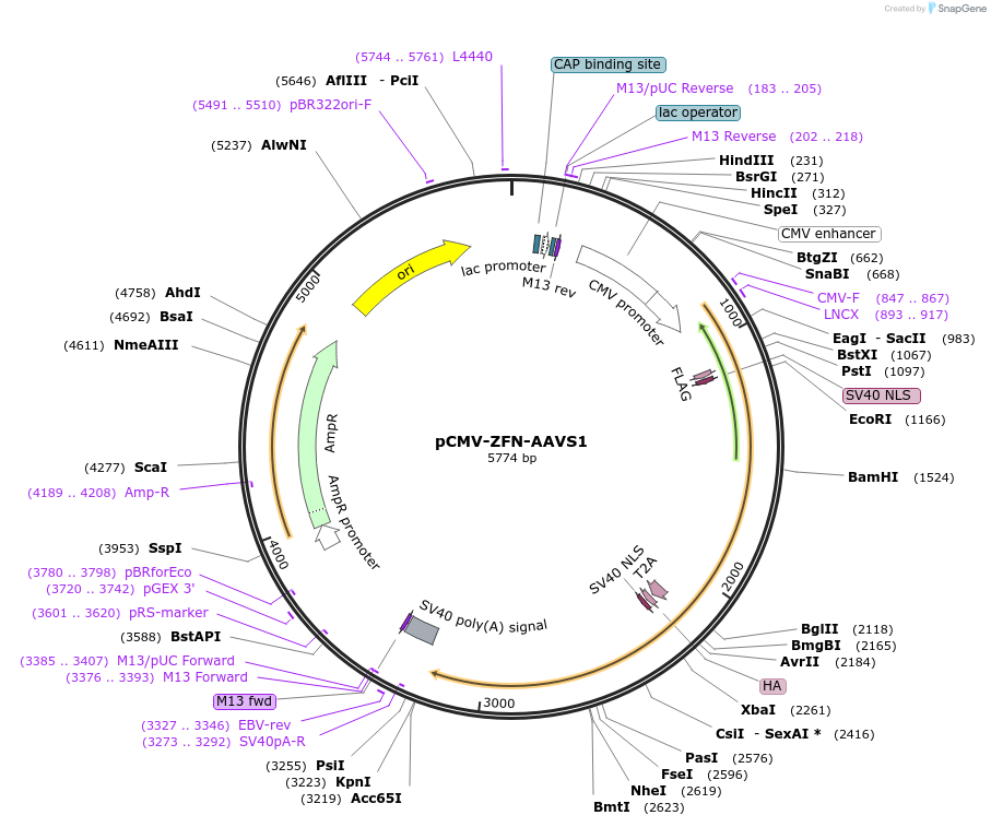 89707-plasmid-map-sequence-id-178189