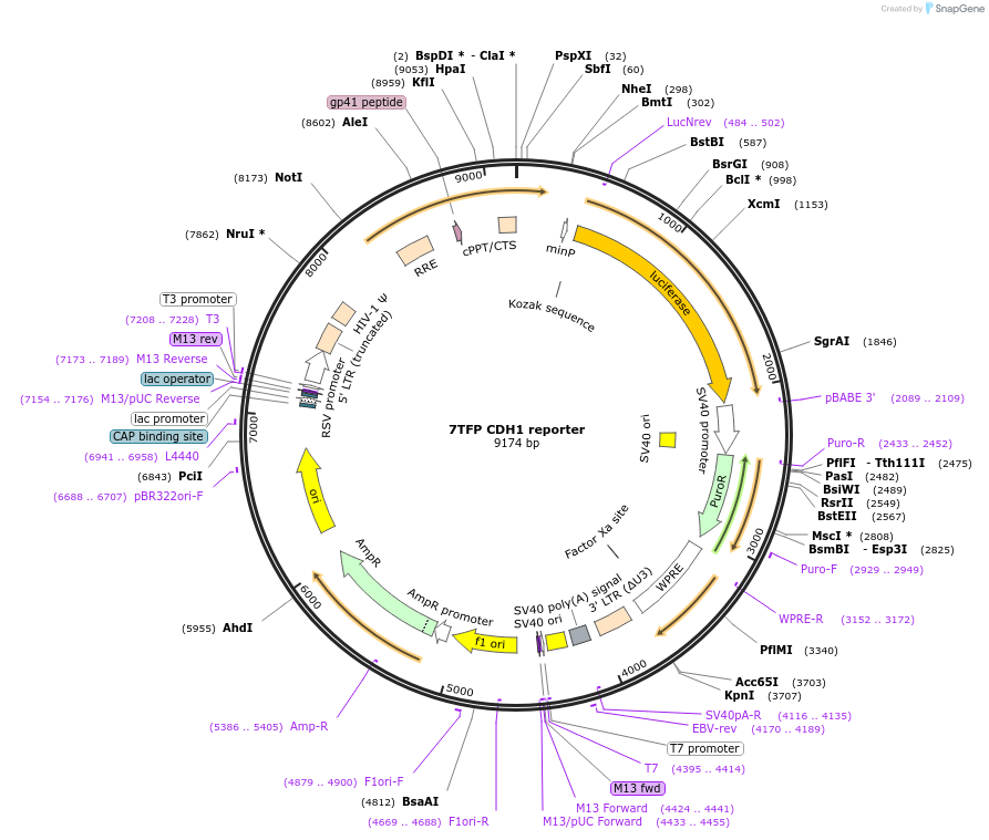 91704-plasmid-map-sequence-id-178192