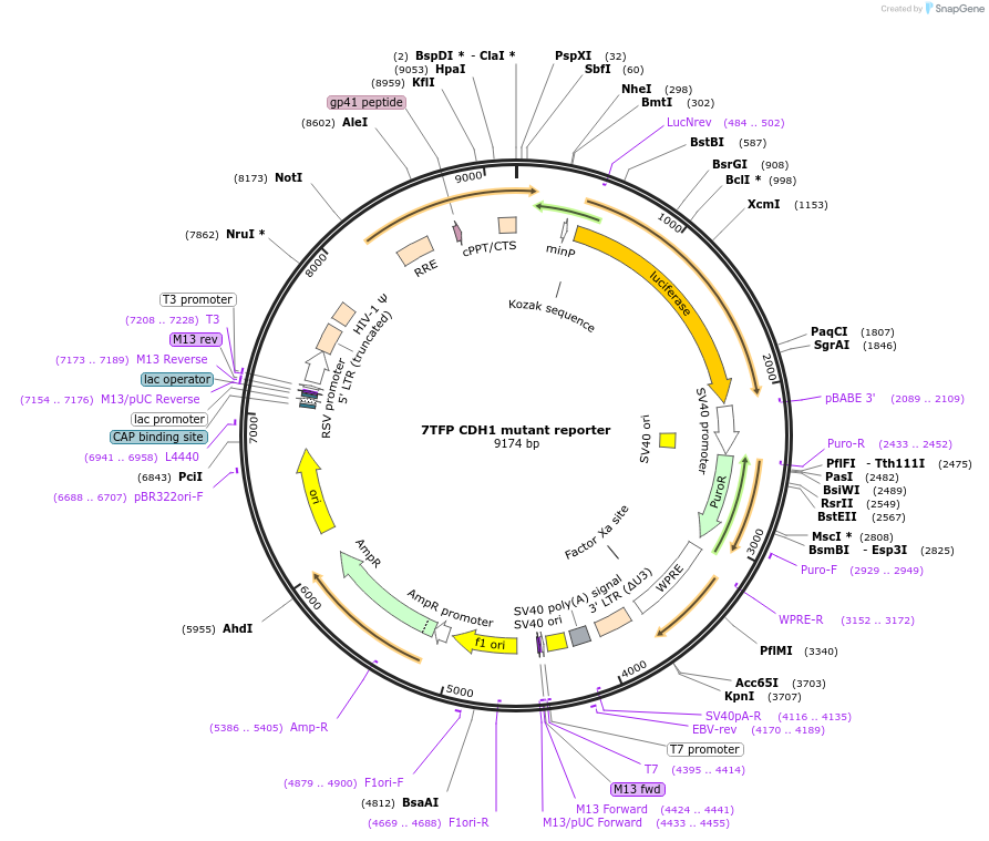 91703-plasmid-map-sequence-id-178193
