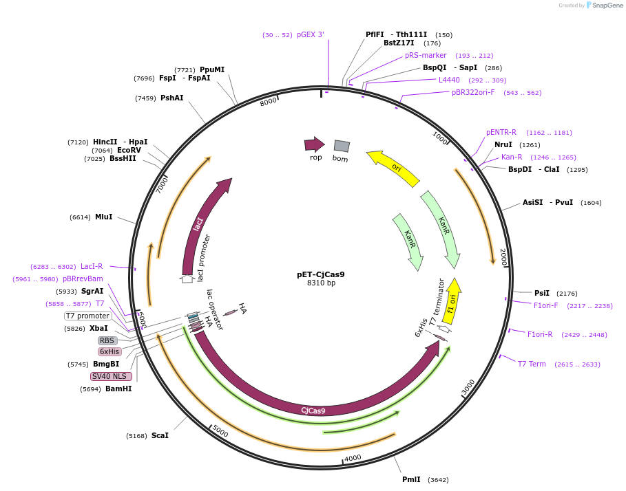 89754-plasmid-map-sequence-id-178198