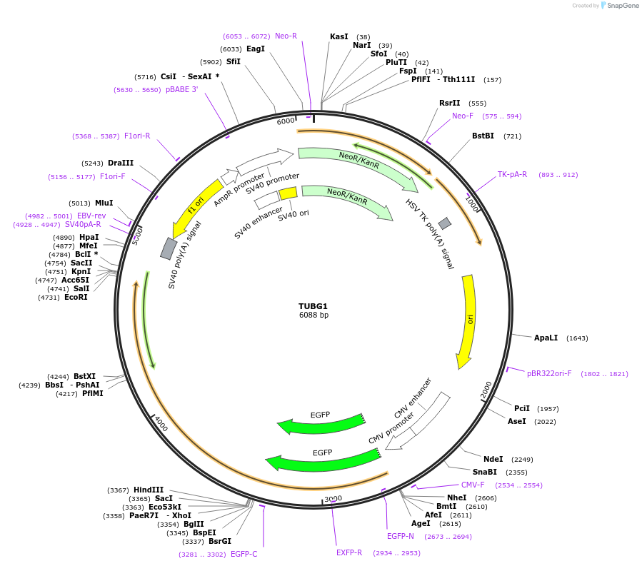 87954-plasmid-map-sequence-id-178205