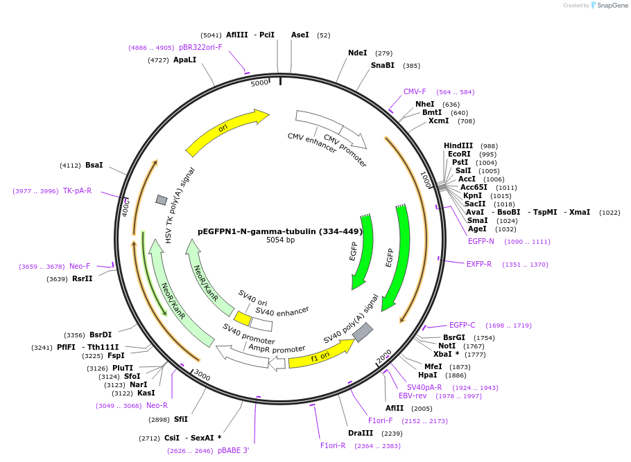 87859-plasmid-map-sequence-id-178206