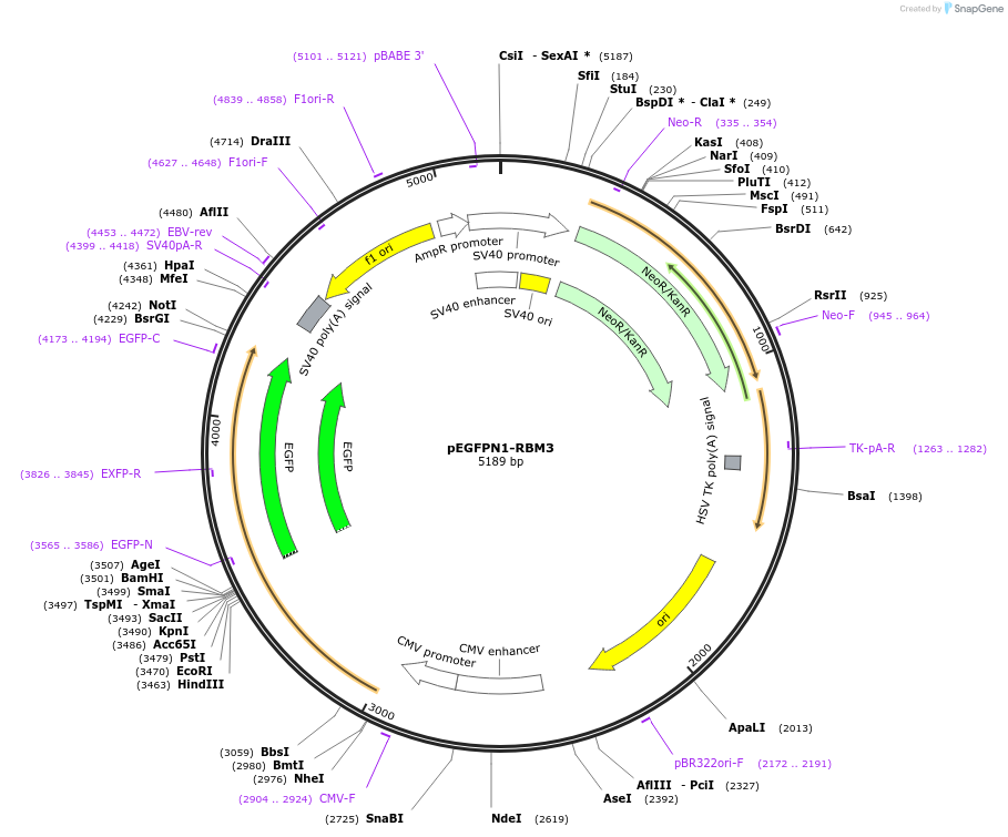 87860-plasmid-map-sequence-id-178207