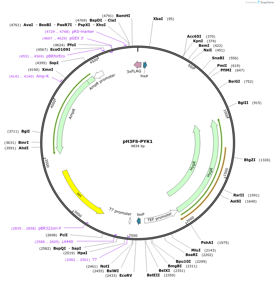 85781-plasmid-map-sequence-id-178209