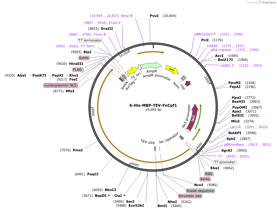 90094-plasmid-map-sequence-id-178221