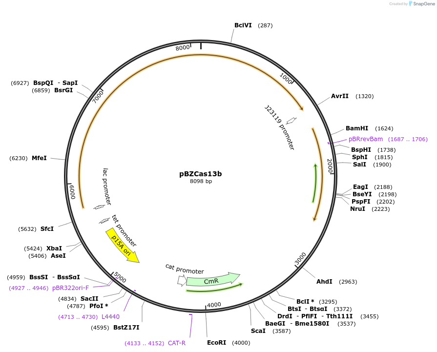 89898-plasmid-map-sequence-id-178222