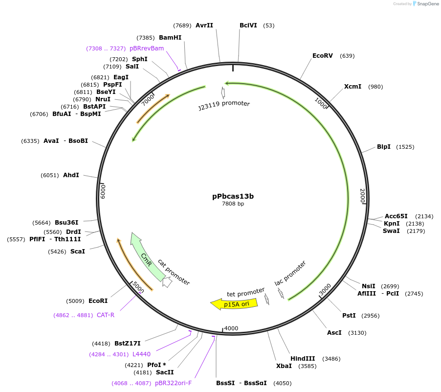 89906-plasmid-map-sequence-id-178224