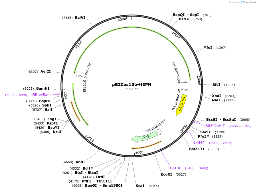 89901-plasmid-map-sequence-id-178225