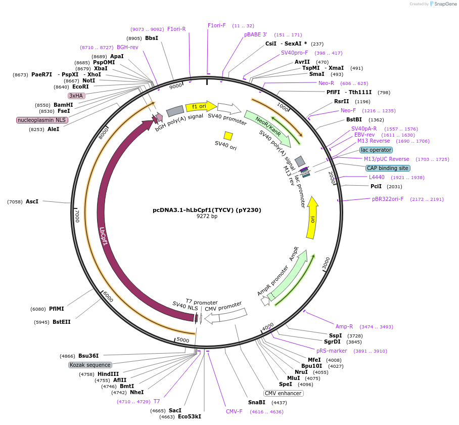 89355-plasmid-map-sequence-id-178226