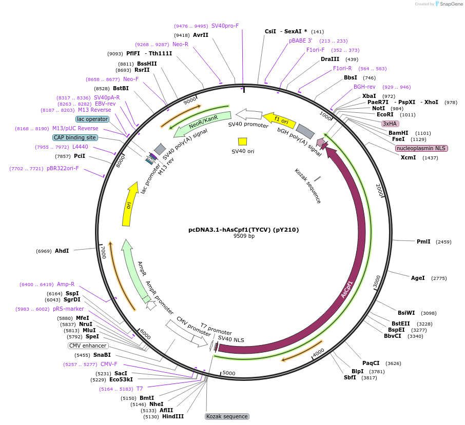 89351-plasmid-map-sequence-id-178227