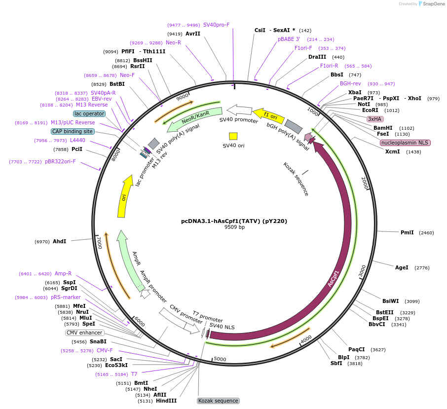 89353-plasmid-map-sequence-id-178228