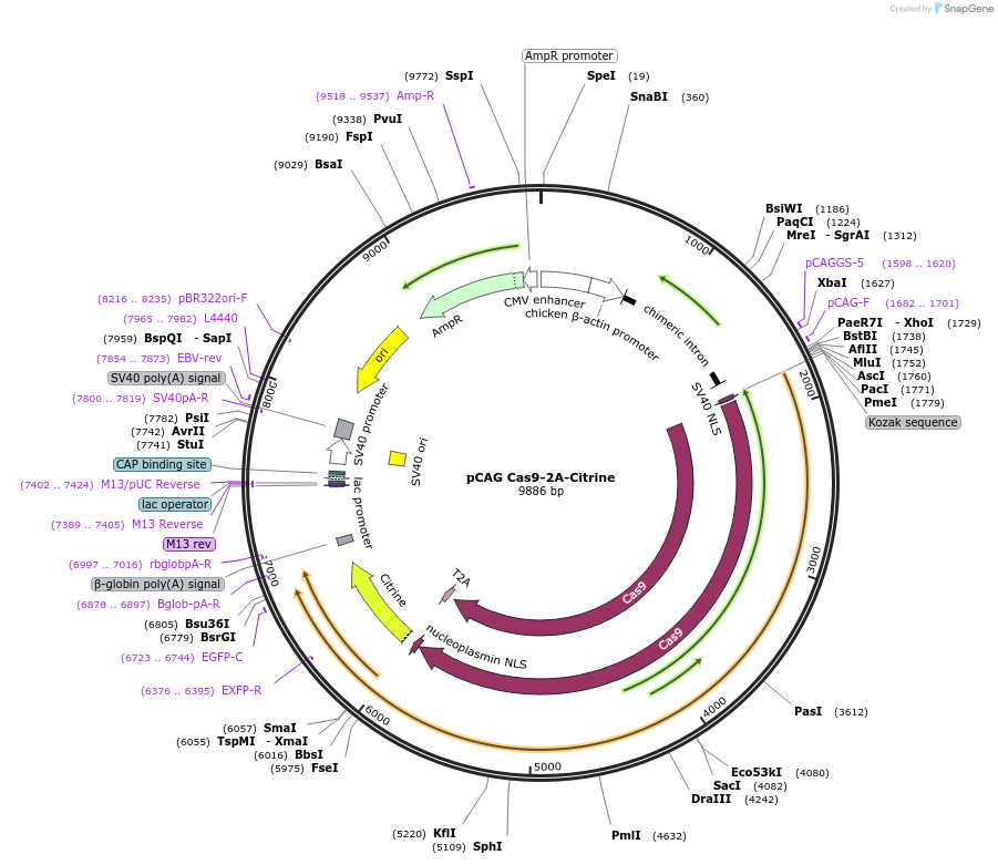 92358-plasmid-map-sequence-id-178229