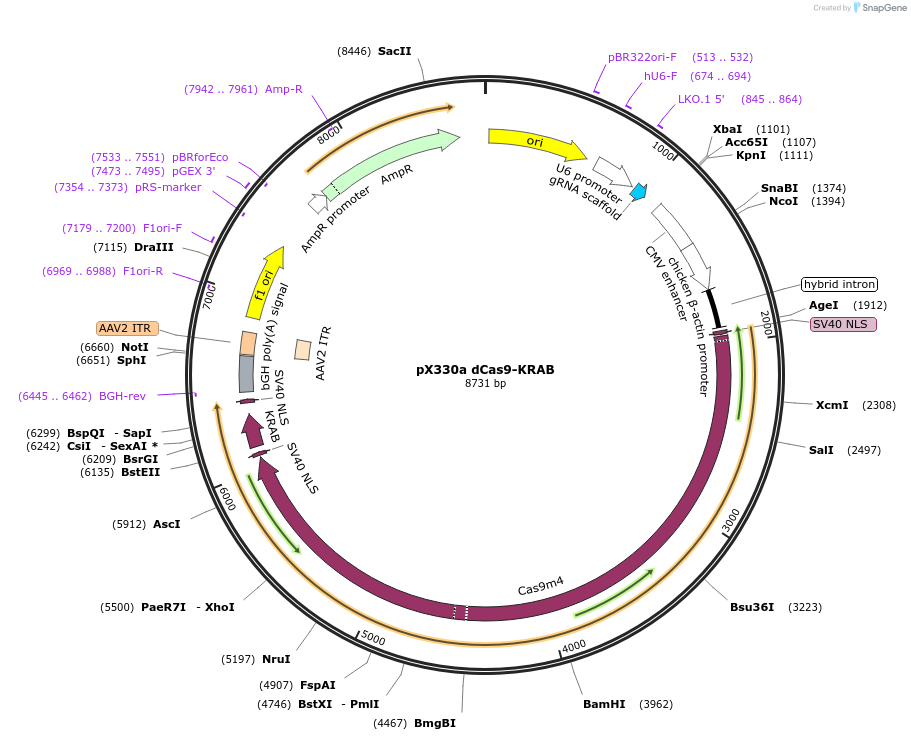 92361-plasmid-map-sequence-id-178231