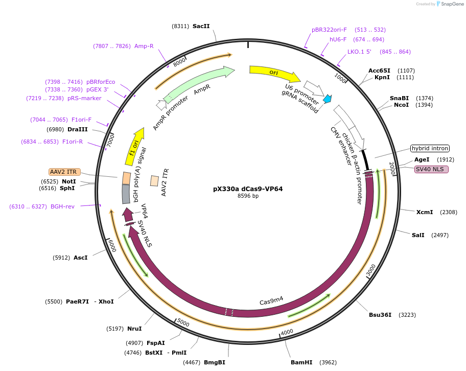 92363-plasmid-map-sequence-id-178232