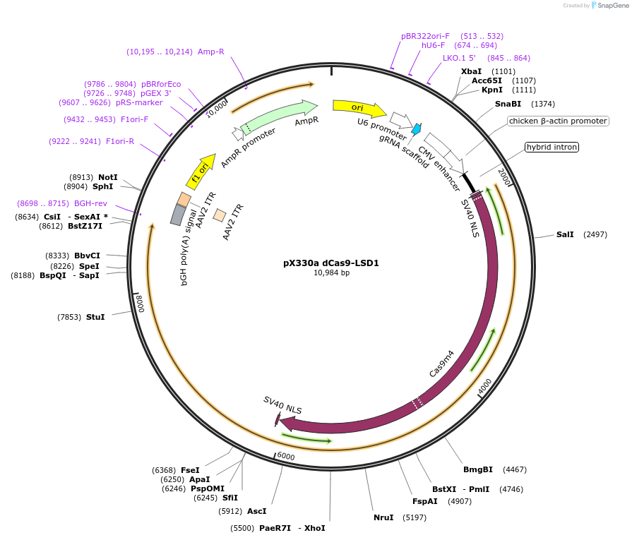 92362-plasmid-map-sequence-id-178233