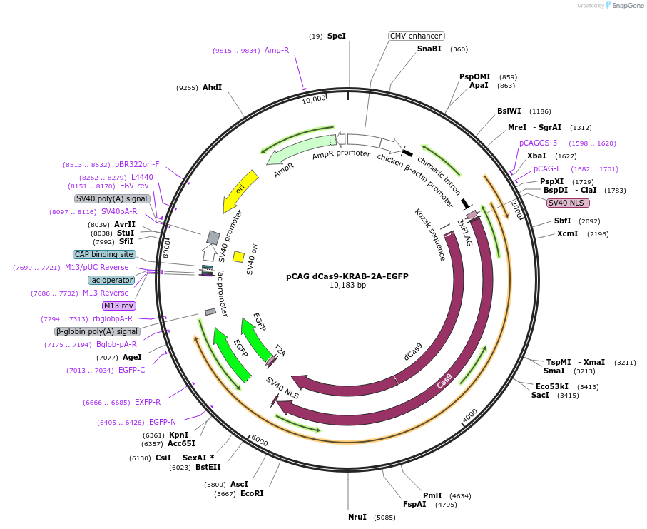 92396-plasmid-map-sequence-id-178234
