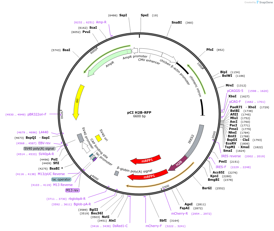 92398-plasmid-map-sequence-id-178236