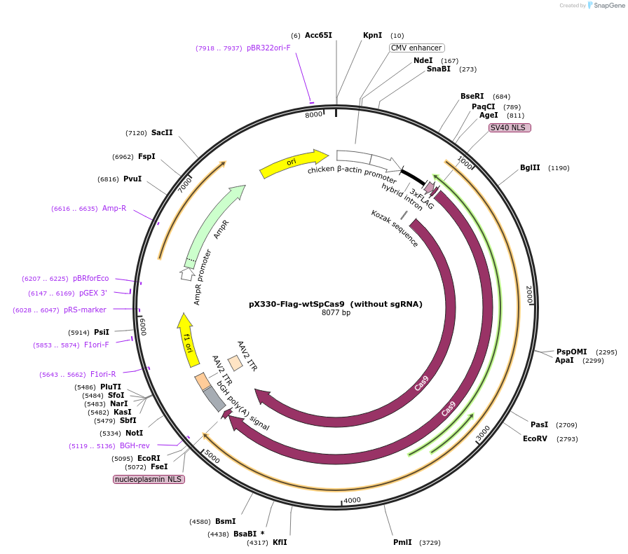 92353-plasmid-map-sequence-id-178243