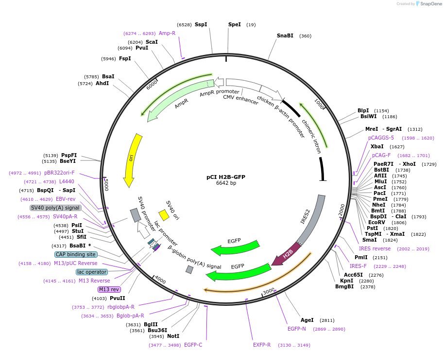 92399-plasmid-map-sequence-id-178249