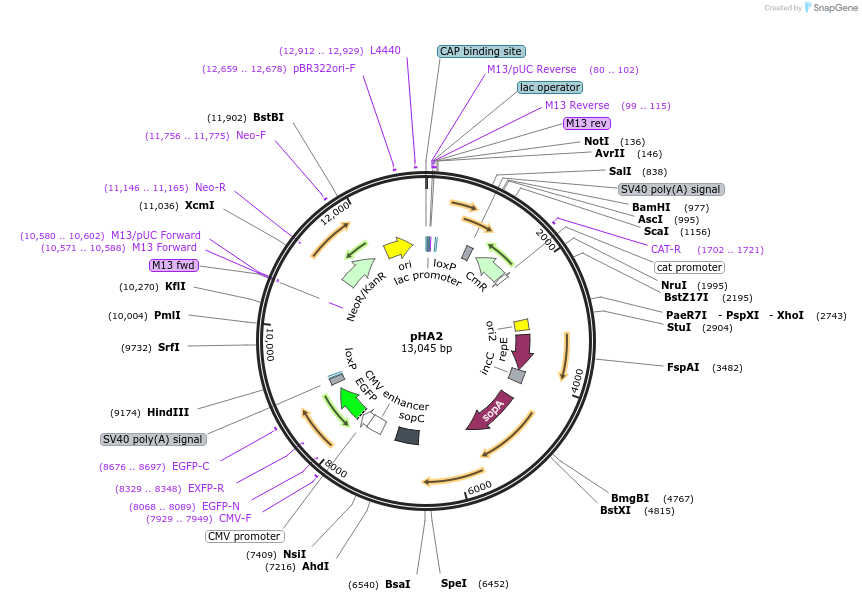 85710-plasmid-map-sequence-id-178294