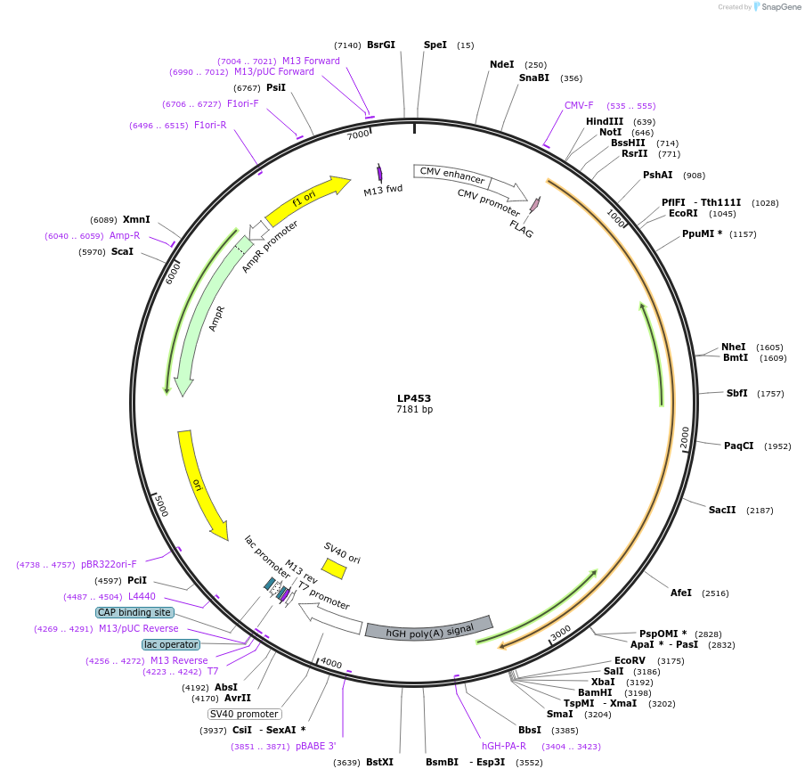 90184-plasmid-map-sequence-id-178304