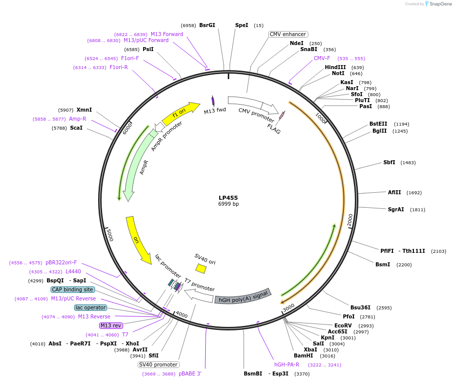 90198-plasmid-map-sequence-id-178306
