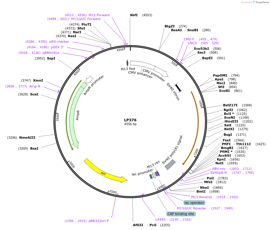 90200-plasmid-map-sequence-id-178307