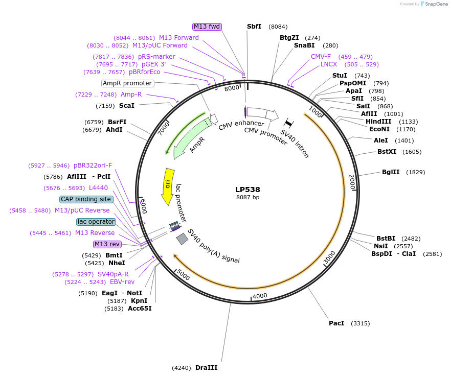 90202-plasmid-map-sequence-id-178310