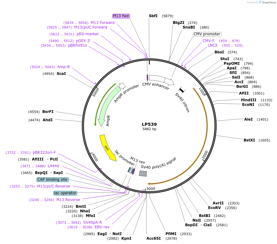 90203-plasmid-map-sequence-id-178313