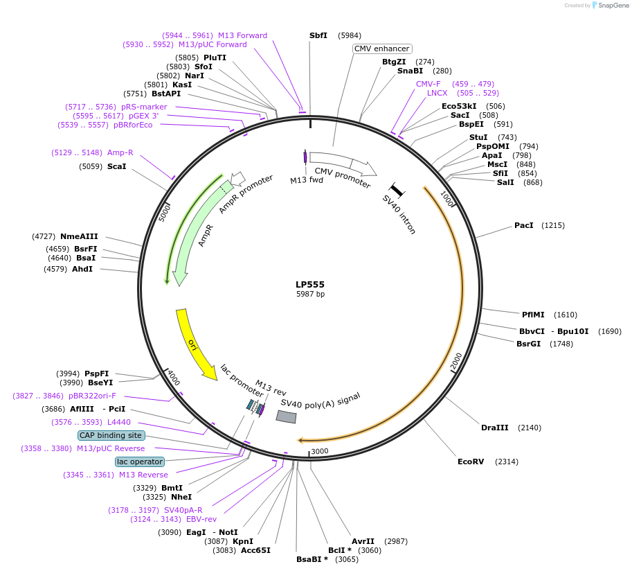 90204-plasmid-map-sequence-id-178314