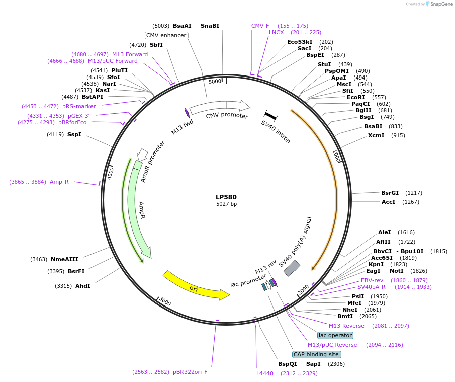 90205-plasmid-map-sequence-id-178315