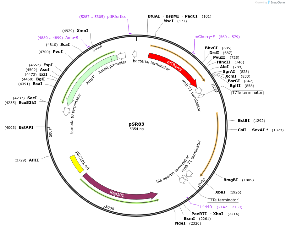 90211-plasmid-map-sequence-id-178319
