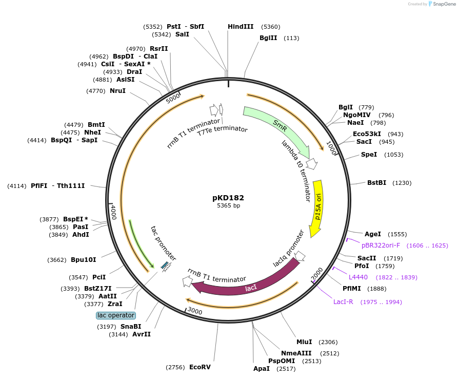 90952-plasmid-map-sequence-id-178321