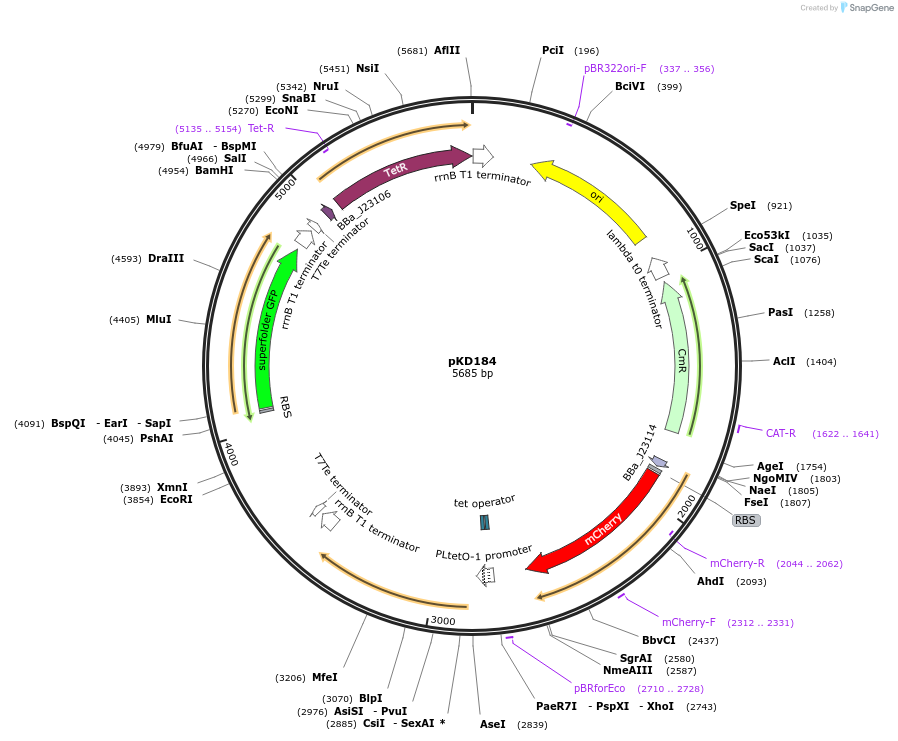 90953-plasmid-map-sequence-id-178324