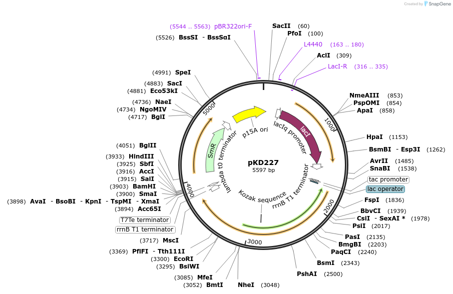 90954-plasmid-map-sequence-id-178325