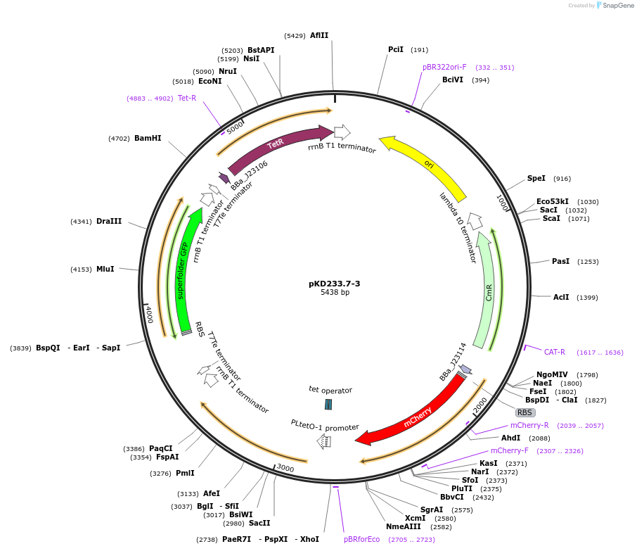 90955-plasmid-map-sequence-id-178326