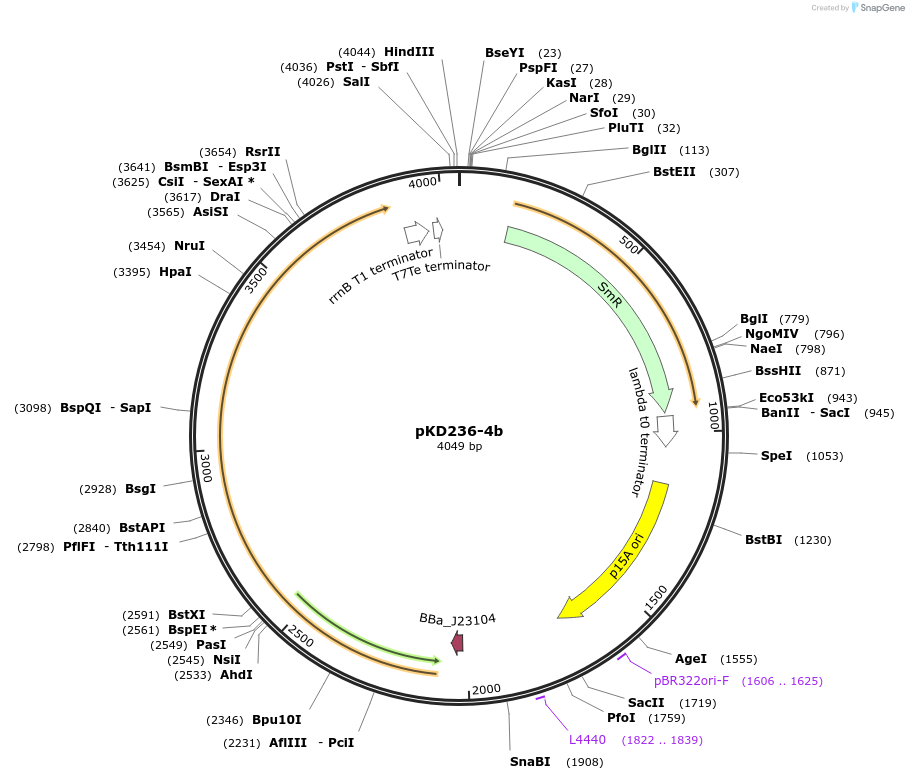 90956-plasmid-map-sequence-id-178327