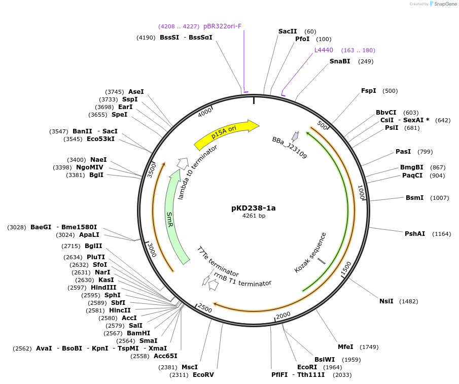 90958-plasmid-map-sequence-id-178328