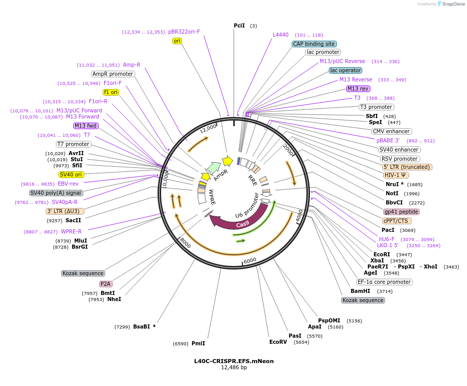69146-plasmid-map-sequence-id-178330