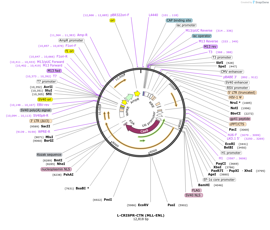69212-plasmid-map-sequence-id-178333