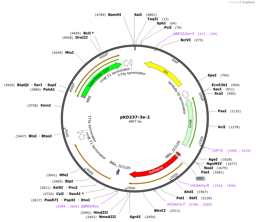 90957-plasmid-map-sequence-id-178335